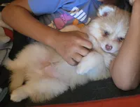 Toy red Merle, a male Pomsky for sale in Jacksonville, NC – 8 of 10