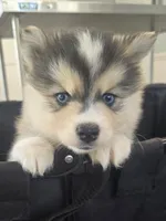 Girl 1 mini, a female Pomsky for sale in Jacksonville, NC – 4 of 10
