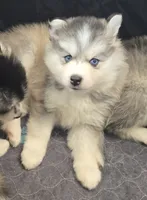 Girl 3 mini, a female Pomsky for sale in Jacksonville, NC – 5 of 10