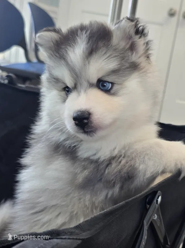 Girl 3 mini – Pomsky puppy for sale in Jacksonville, NC