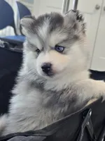 Girl 3 mini, a female Pomsky for sale in Jacksonville, NC – 1 of 10