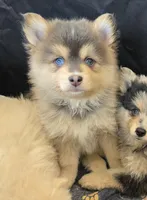 Blue toy/mini, a male Pomsky for sale in Jacksonville, NC – 2 of 6
