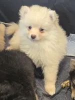 Lil Cream toy size, a male Pomsky for sale in Jacksonville, NC – 3 of 5