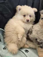 Toy Cream, a male Pomsky for sale in Jacksonville, NC – 3 of 10