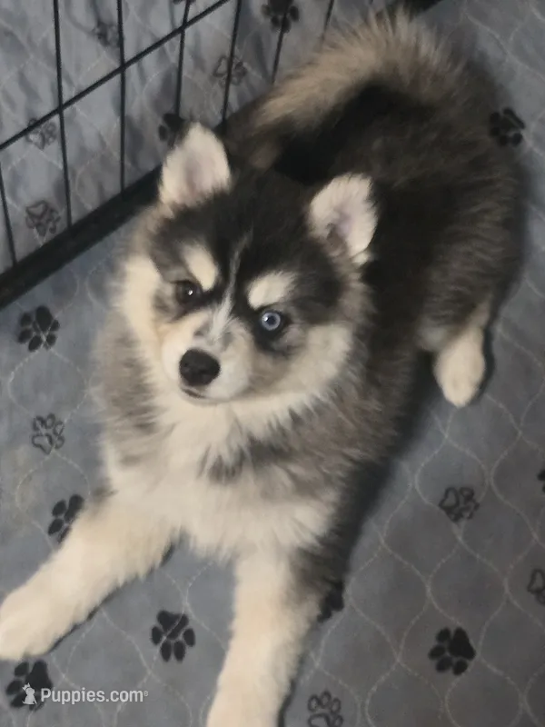 Girl 2 mini – Pomsky puppy for sale in Jacksonville, NC