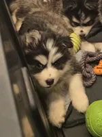 Orange Girl, a female Pomsky for sale in Jacksonville, NC – Photo 3 of 4