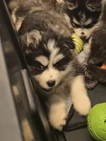 Orange Girl, a female Pomsky for sale in Jacksonville, NC – Photo 2 of 4