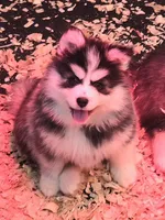 Orange Girl, a female Pomsky for sale in Jacksonville, NC – Photo 1 of 4