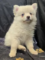 Big cream toy/mini, a male Pomsky for sale in Jacksonville, NC – 7 of 10