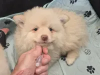 Toy Cream, a male Pomsky for sale in Jacksonville, NC – 2 of 10