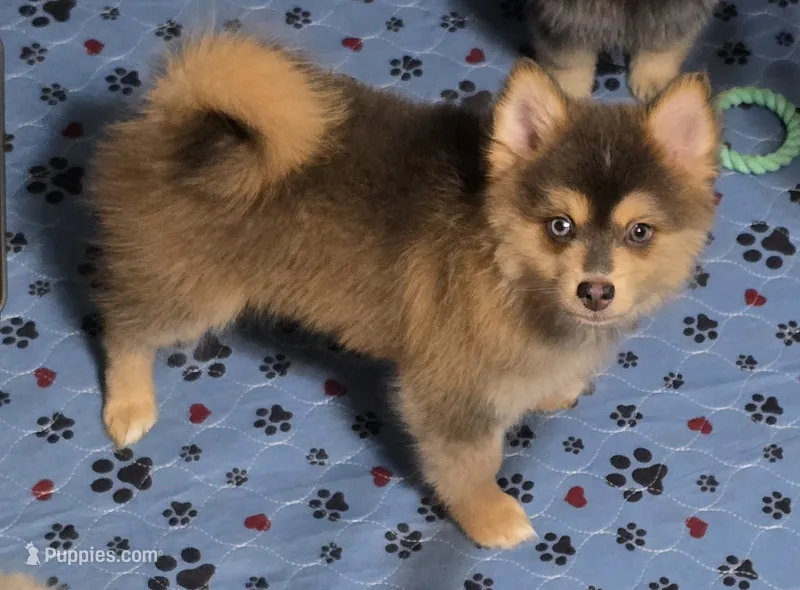Blue toy/mini – Pomsky puppy for sale in Jacksonville, NC