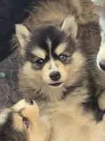 Girl 2 mini, a female Pomsky for sale in Jacksonville, NC – 4 of 7