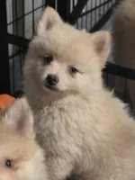 Cream toy/mini, a male Pomsky for sale in Jacksonville, NC – 2 of 7