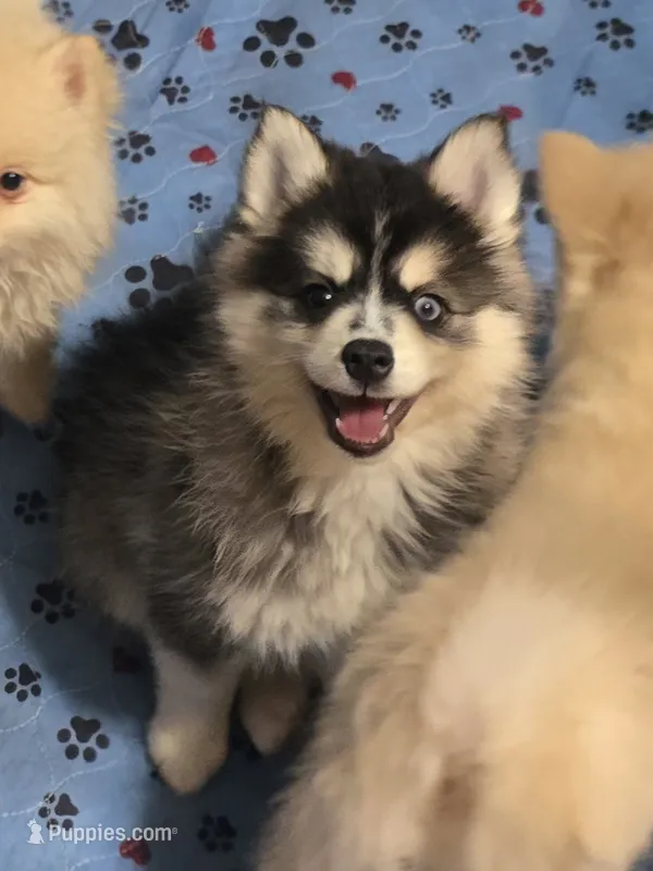Girl 2 mini – Pomsky puppy for sale in Jacksonville, NC