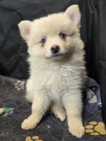 Big cream toy/mini, a male Pomsky for sale in Jacksonville, NC – 10 of 10