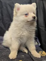 Big cream toy/mini, a male Pomsky for sale in Jacksonville, NC – 6 of 10