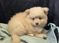 Toy Cream, a male Pomsky for sale in Jacksonville, NC – 5 of 10