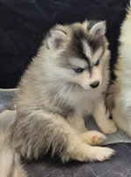 Girl 4 mini, a female Pomsky for sale in Jacksonville, NC – 2 of 9