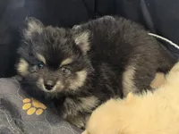 Black toy/mini, a male Pomsky for sale in Jacksonville, NC – 3 of 5