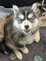 Girl 2 mini, a female Pomsky for sale in Jacksonville, NC – 3 of 7