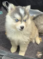 Girl 1 mini, a female Pomsky for sale in Jacksonville, NC – 5 of 10