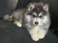 Red Boy, a male Pomsky for sale in Jacksonville, NC – Photo 9 of 10