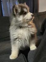 Red Boy, a male Pomsky for sale in Jacksonville, NC – Photo 8 of 10