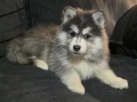 Red Boy, a male Pomsky for sale in Jacksonville, NC – Photo 2 of 10