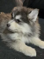 Red Boy, a male Pomsky for sale in Jacksonville, NC – Photo 5 of 10