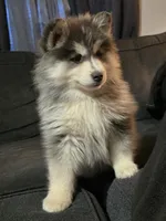 Red Boy, a male Pomsky for sale in Jacksonville, NC – Photo 7 of 10