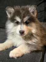 Red Boy, a male Pomsky for sale in Jacksonville, NC – Photo 6 of 10