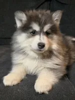 Red Boy, a male Pomsky for sale in Jacksonville, NC – Photo 3 of 10