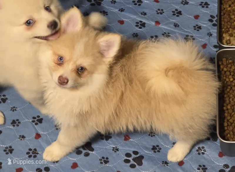 Toy red Merle – Pomsky puppy for sale in Jacksonville, NC