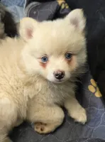 Big cream toy/mini, a male Pomsky for sale in Jacksonville, NC – 2 of 10
