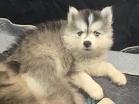 Girl 4 mini, a female Pomsky for sale in Jacksonville, NC – 1 of 9