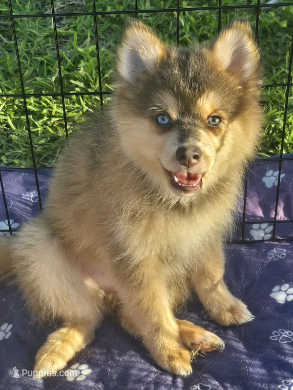 Blue toy/mini – Pomsky puppy for sale in Jacksonville, NC