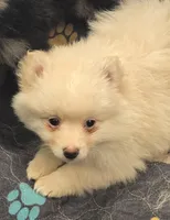 Lil Cream toy size, a male Pomsky for sale in Jacksonville, NC – 2 of 5