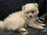 Lil Cream toy size, a male Pomsky for sale in Jacksonville, NC – 5 of 5