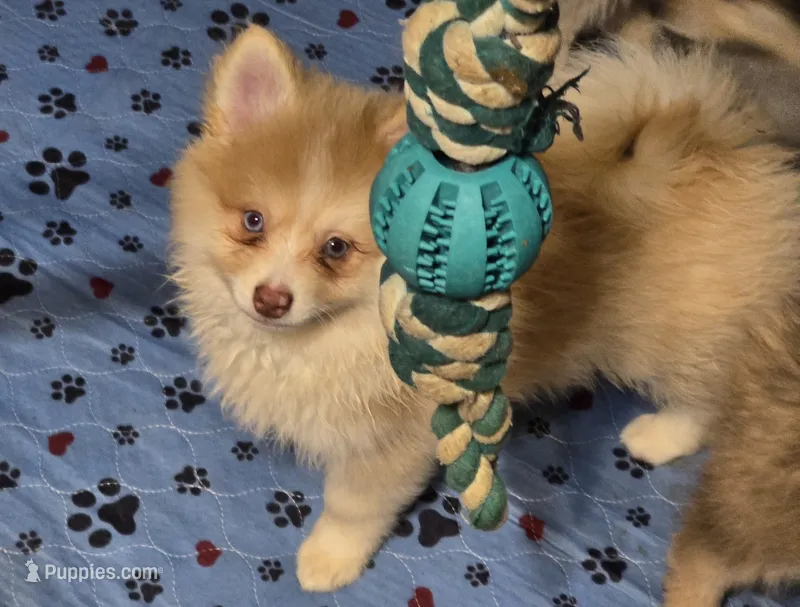 Toy red Merle – Pomsky puppy for sale in Jacksonville, NC