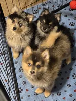 Black toy size, a male Pomsky for sale in Jacksonville, NC – 4 of 8