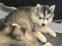 Girl 4 mini, a female Pomsky for sale in Jacksonville, NC – 6 of 9
