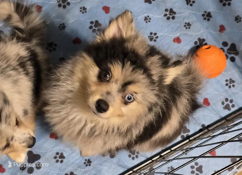 Merle toy/mini – Pomsky puppy for sale in Jacksonville, NC
