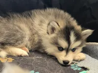 Girl 4 mini, a female Pomsky for sale in Jacksonville, NC – 4 of 9