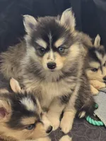 Girl 2 mini, a female Pomsky for sale in Jacksonville, NC – 1 of 7