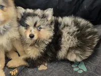 Merle toy/mini, a male Pomsky for sale in Jacksonville, NC – 5 of 9