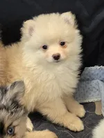 Lil Cream toy size, a male Pomsky for sale in Jacksonville, NC – 1 of 5
