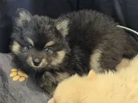 Black toy/mini, a male Pomsky for sale in Jacksonville, NC – 2 of 5