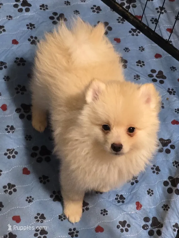 Lil Cream toy size – Pomsky puppy for sale in Jacksonville, NC