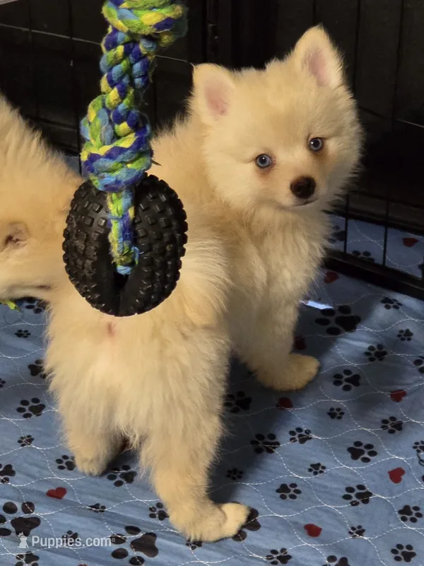 Cream toy/mini – Pomsky puppy for sale in Jacksonville, NC