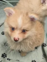 Toy red Merle, a male Pomsky for sale in Jacksonville, NC – 3 of 10